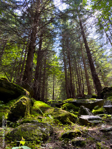 Tall pine trees and rocks with moss in summer in the forest. Beautiful landscape in the forest