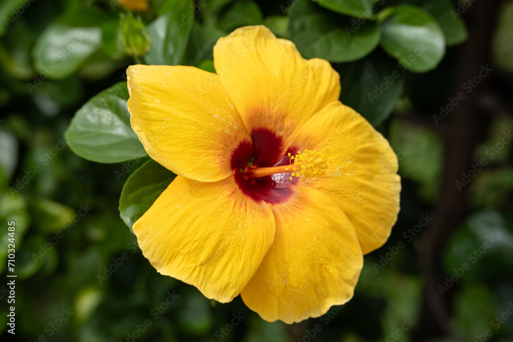Yellow flowers blooming in spring Yellow flowers blooming in spring