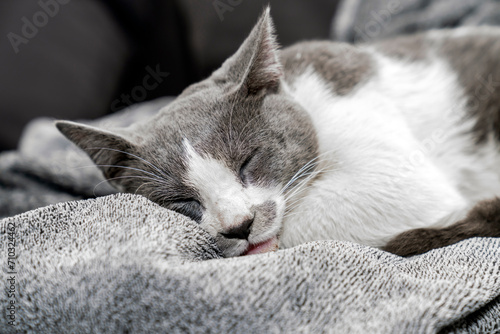 Cute gray white cat under gray plaid. Pet warms under a blanket in cold winter weather. a gray and white cat sleeping under a blanket. Pets friendly and care concept. domestic cat on sofa © ATRPhoto