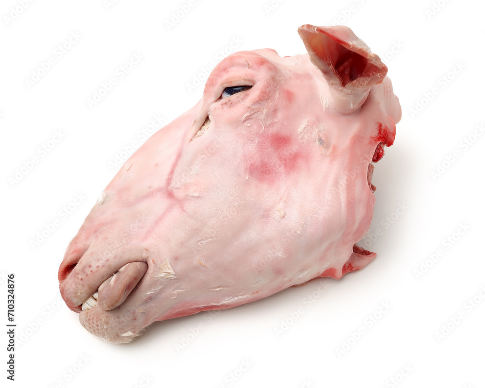sheep head on white background sheep head on white background
