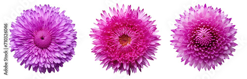set of pink aster flowers ,isolated on a transparent background. PNG, cutout, or clipping path.	
 photo