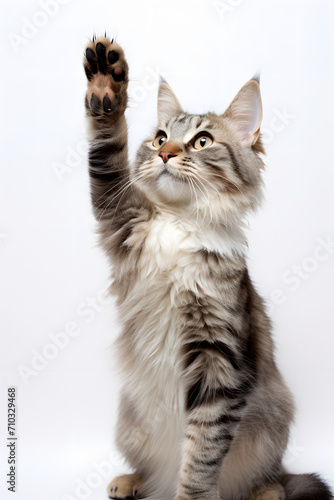 Paw-sitively Adorable: Cat Giving High Five on White Background