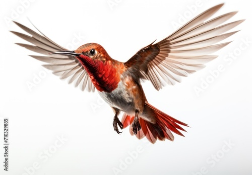 Hummingbird flying against a white background, hummingbirds picture