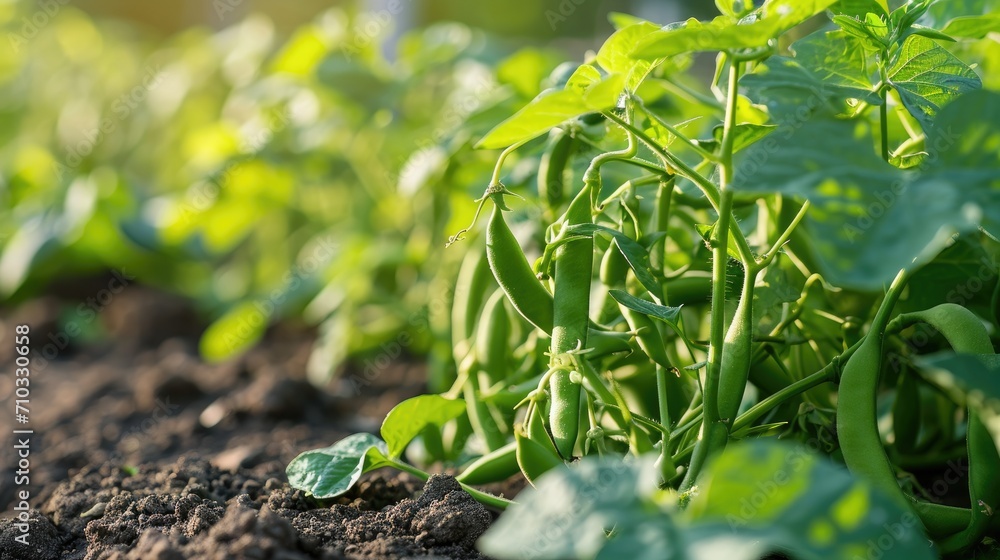 Green beans growing in a garden in summer. Green beans growing in a garden in summer.