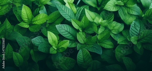 Close-up of a bunch of green leaves, nature, Generative AI