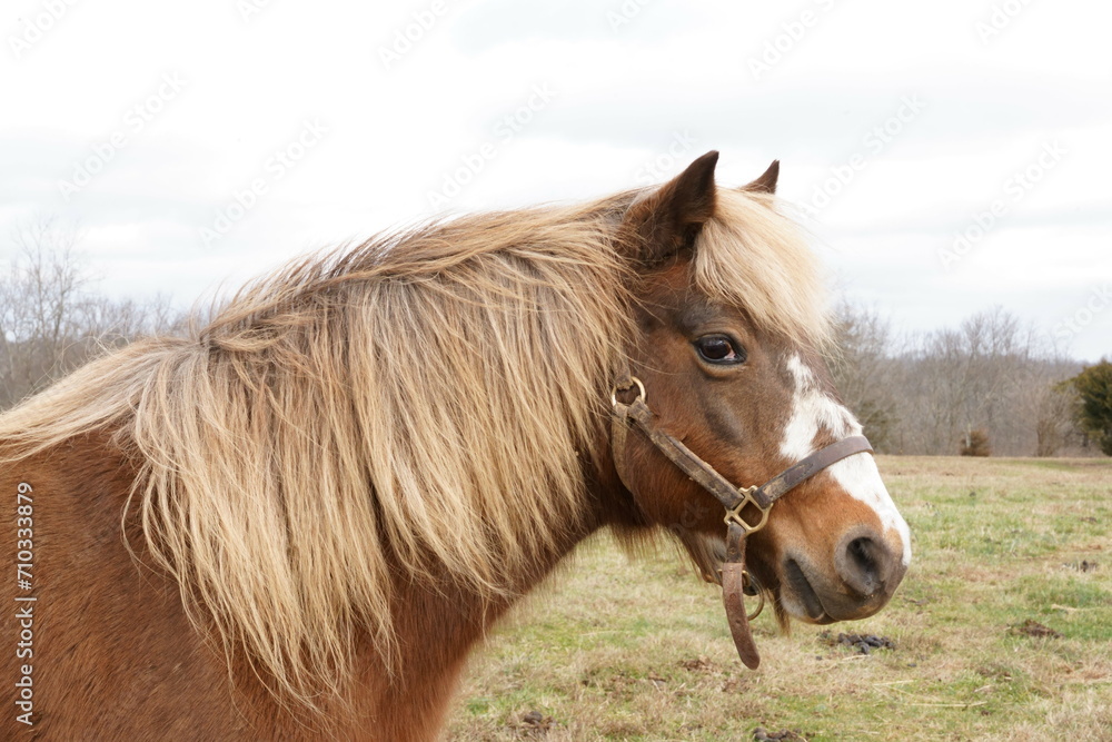 Charming Shetland pony on a picturesque farm Charming Shetland pony on a picturesque farm