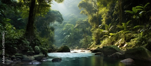 Costa Rican rainforest © AkuAku