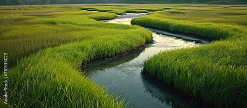 Meandering channels flow through a salt marsh in Pleasant Bay, Cape Cod, Massachusetts. Marshes are wetlands that provide habitats for fish, invertebrates, and various bird species. photo