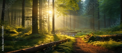 Sunlight filtering through the forest in the morning. © AkuAku