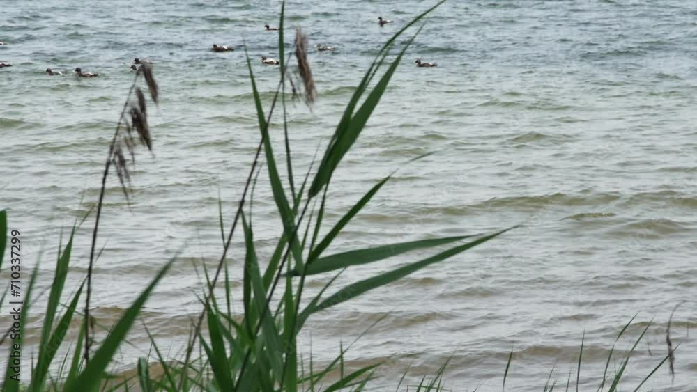 ducks swimming in the sea and a white seagull resting on a large stone near the shore with reeds, in slow motion ducks swimming in the sea and a white seagull resting on a large stone near the shore with reeds, in slow motion