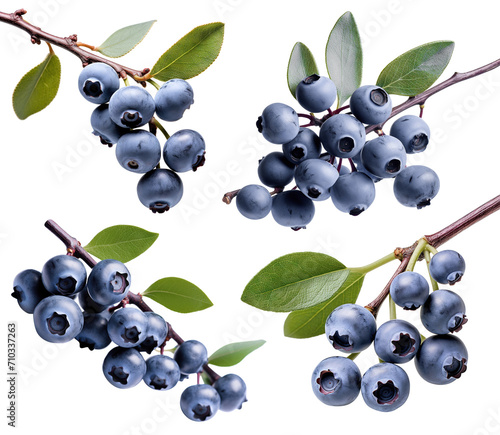 Set of branches of delicious ripe blueberries, cut out