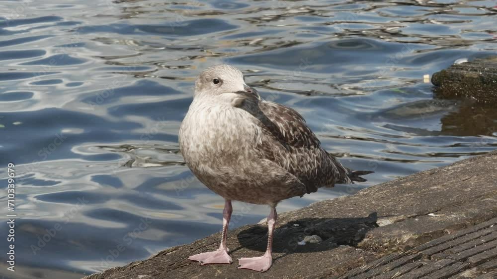 portrait of a young seagull standing on a wooden ladder near the water next to swans portrait of a young seagull standing on a wooden ladder near the water next to swans