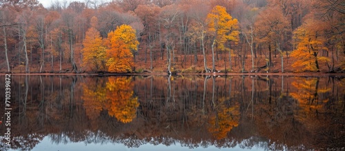 Autumn woods mirrored in a tranquil lake.