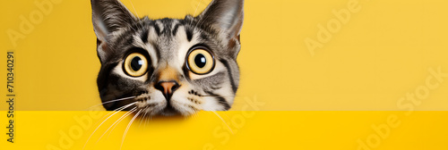 Young crazy surprised cat make big eyes , align the cat right closeup on yellow background