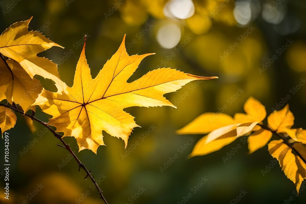 Obraz premium autumn leaves background