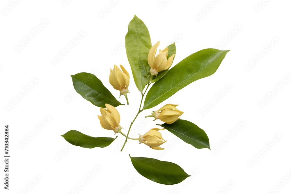 yellow flowers ylang ylang local flora arrangement flat lay postcard style yellow flowers ylang ylang local flora arrangement flat lay postcard style
