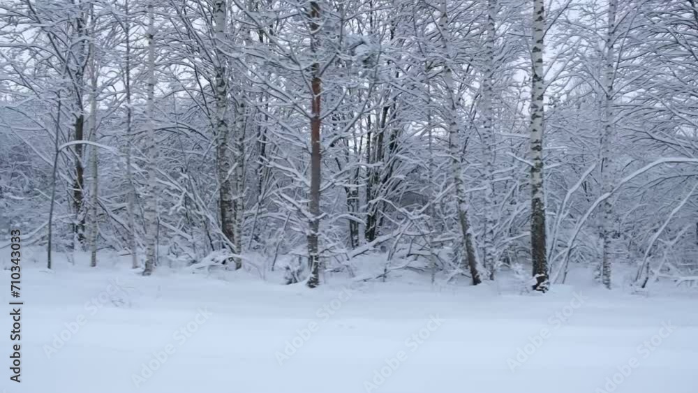 Driving Through a Snow-clad Forest. Magic Car Trip on the Road by Pine Forest Covered by Snow. Side View from Car Passenger Window. Winter Nordic Rural Landscape. Traveling. Cold Season. Snowy Wood Driving Through a Snow-clad Forest. Magic Car Trip on the Road by Pine Forest Covered by Snow. Side View from Car Passenger Window. Winter Nordic Rural Landscape. Traveling. Cold Season. Snowy Wood