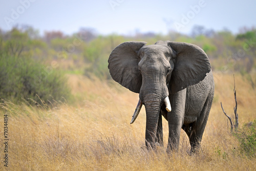 Elephant in Serengeti savanna - National Park in Tanzania  Afric