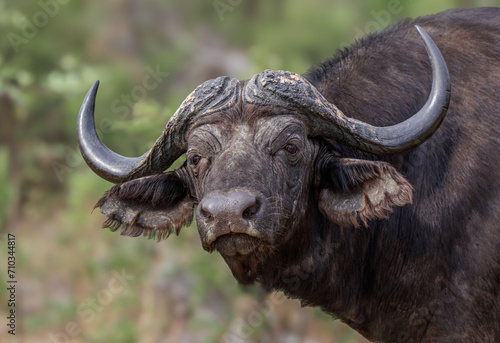 Buffalo on the plains of Serengeti