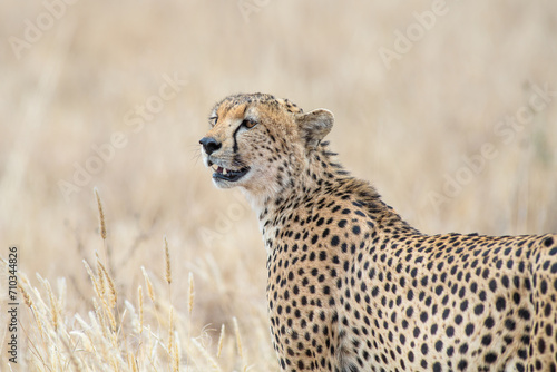 Cheetah in Serengeti savanna - National Park in Tanzania, Africa © Cavan