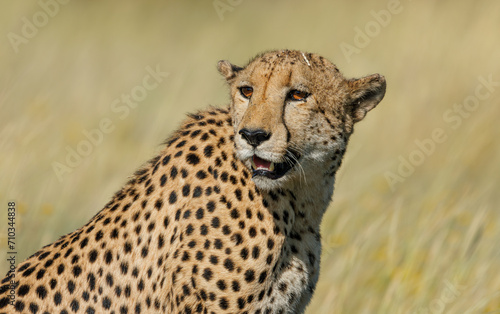 Cheetah in Serengeti savanna - National Park in Tanzania, Africa