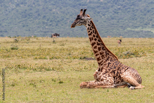 Giraffe in Serengeti savanna - National Park in Tanzania.