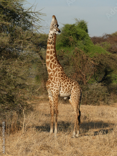 Giraffe in Serengeti savanna - National Park in Tanzania.