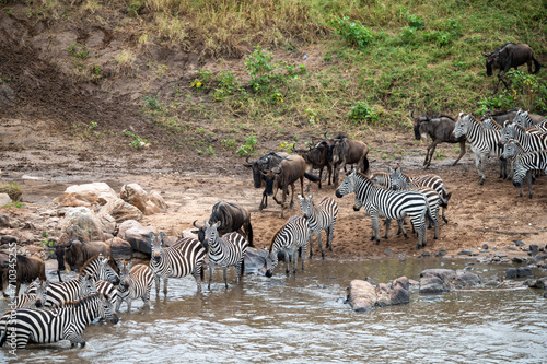Zebra in Serengeti savanna - National Park in Tanzania 
