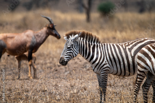 Fototapeta Naklejka Na Ścianę i Meble -  Zebra in Serengeti savanna - National Park in Tanzania,
