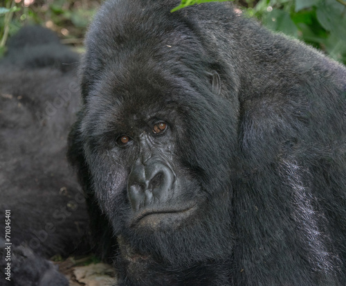 Gorillaa in Congo, Africa, panoramic of wild life