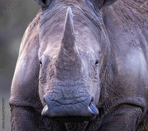 Rhino in Serengeti savanna - National Park in Tanzania.