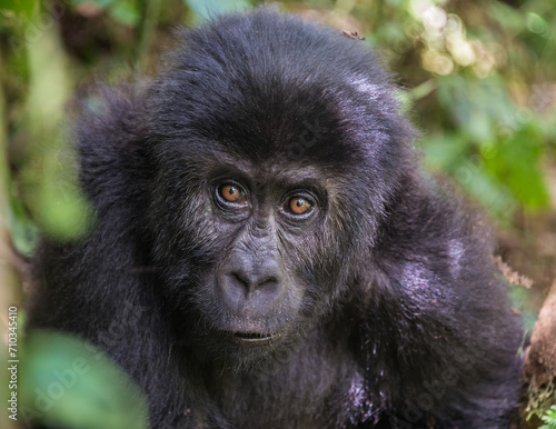 Gorillaa in Congo, Africa, panoramic of wild life © Cavan