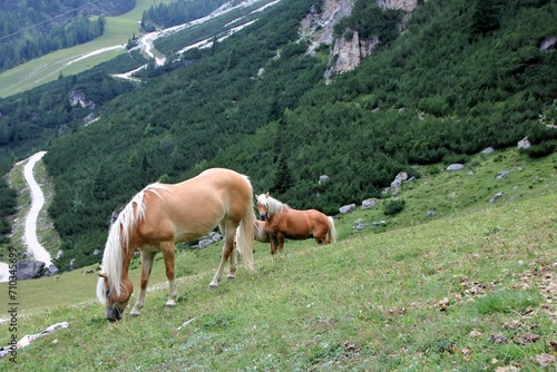 a horse and a foal  in Alta Badia © Cavan