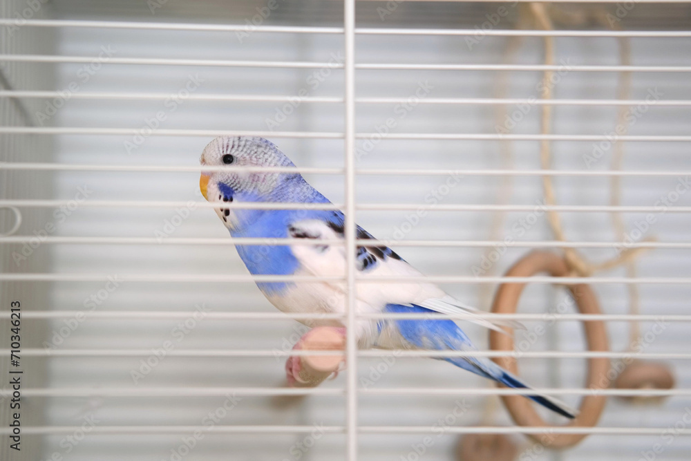 Budgie. Budgerigar. Funny blue purple parakeet looks around. Cute ...