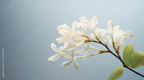 Beautiful white lilac flowers on a blurred background