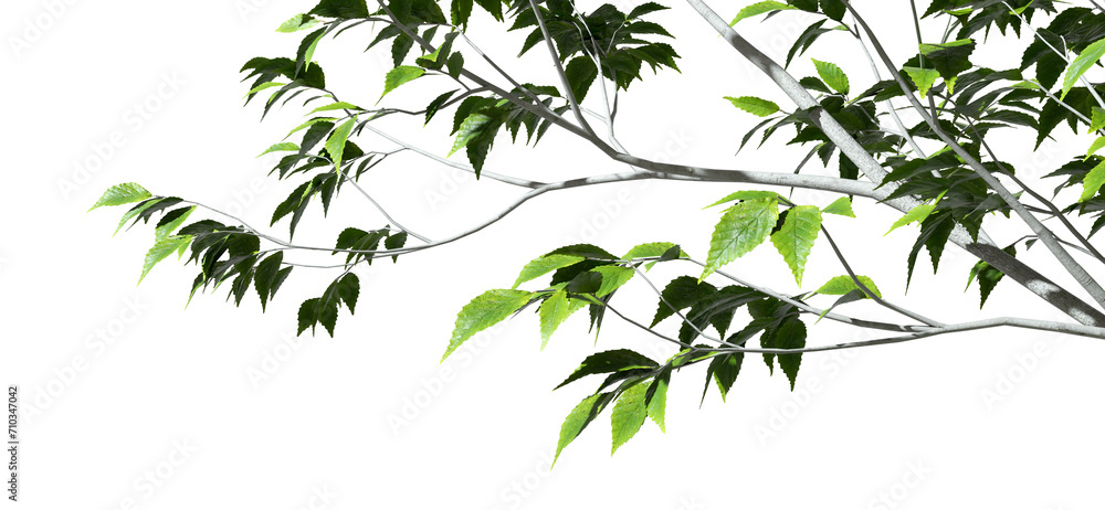 Cutout tropics trees branch foreground on transparent backgrounds 3d rendering png