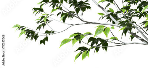 Cutout tropics trees branch foreground on transparent backgrounds 3d rendering png