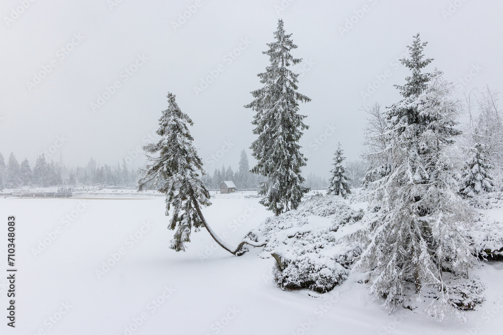 Fototapeta premium Winterwanderung um den Oderteich Bilder aus dem winterlichen Nationalpark Harz Niedersachsen