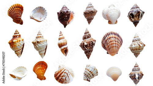 A Seashell Collection, on the transparent background. PNG Format