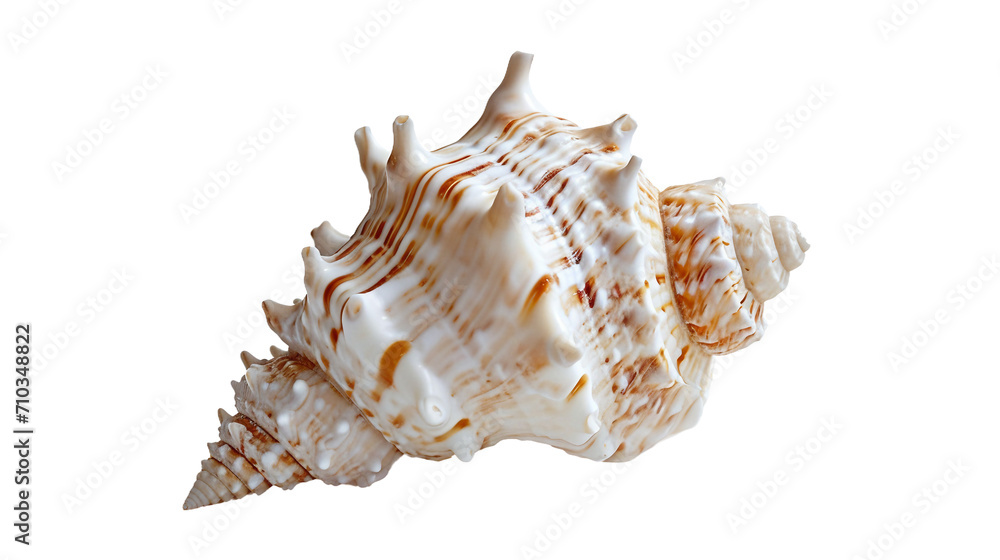 Seashell Siren, on the transparent background. PNG Format