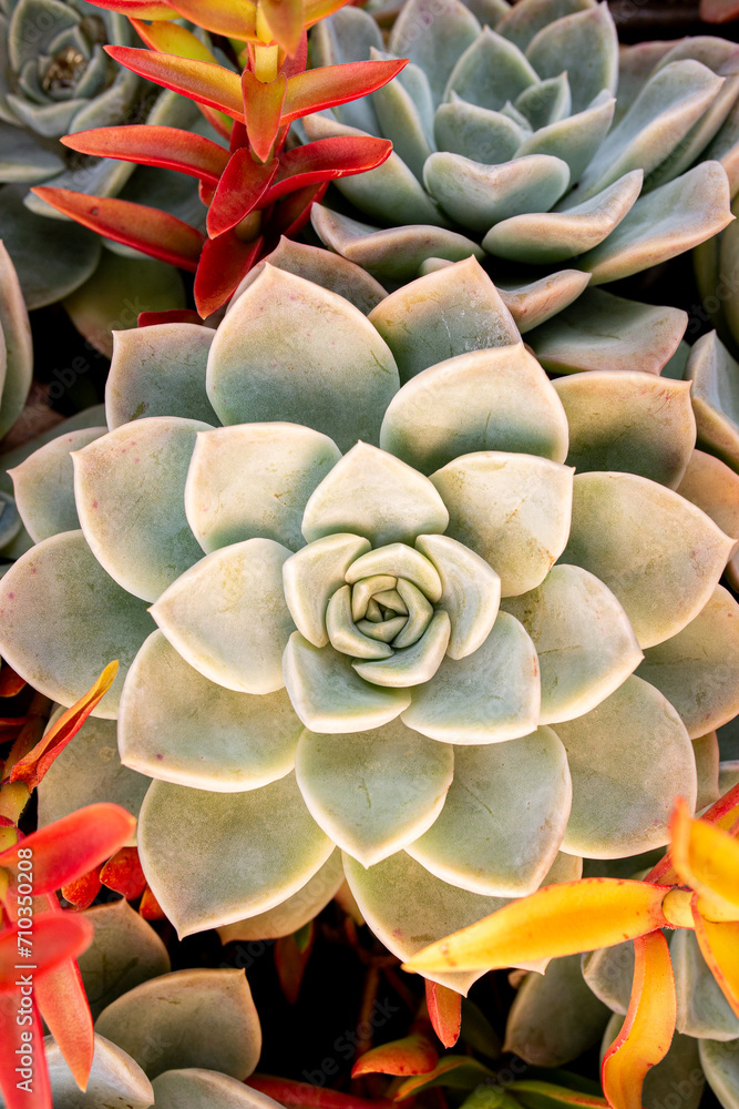 Closeup of Succulents Closeup of Succulents