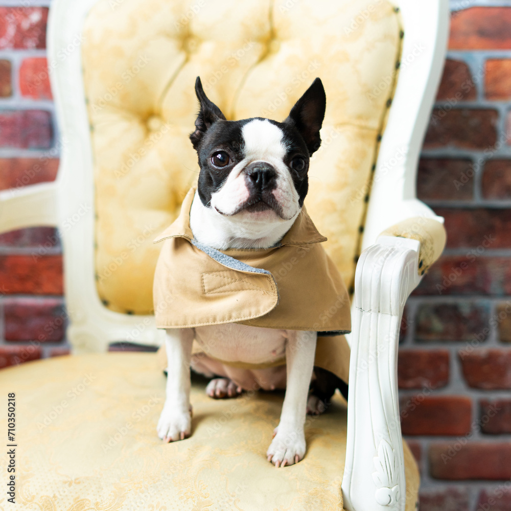 Boston Terrier dog sitting on an ancient arm chair in studio.
