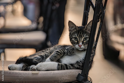 Cats of Istanbul, a tabby kitten lounging on a chair at an outdoor restaurant in the morning in the Eminonu Sultanahmet district of Istanbul, Turkey photo