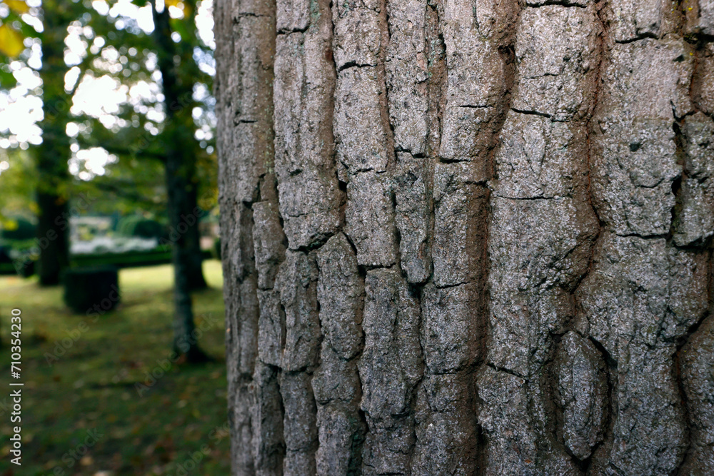 Close-up of a oak tree trunk. .