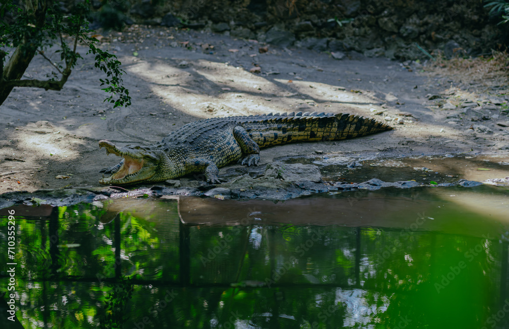 Saltwater crocodile (Crocodylus porosus) or Saltwater crocodile or Indo Australian crocodile or Man-eater crocodile. sunbathing at the swamp. Saltwater crocodile (Crocodylus porosus) or Saltwater crocodile or Indo Australian crocodile or Man-eater crocodile. sunbathing at the swamp.
