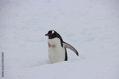 Gentoo Penguin  Pygoscelis papua   Cuverville Island  Antarctica.