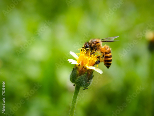honey bee sucking nectar on a flower. close-up macro photography  © monsterate