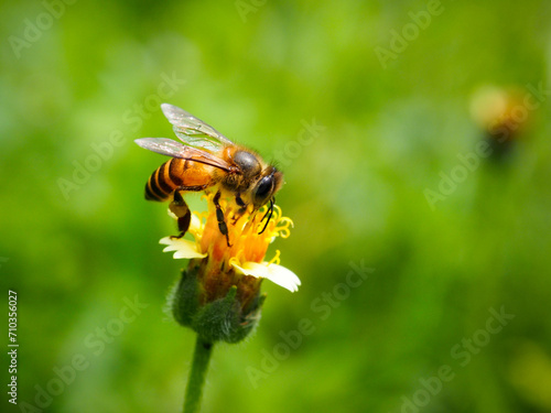 honey bee sucking nectar on a flower. close-up macro photography  © monsterate