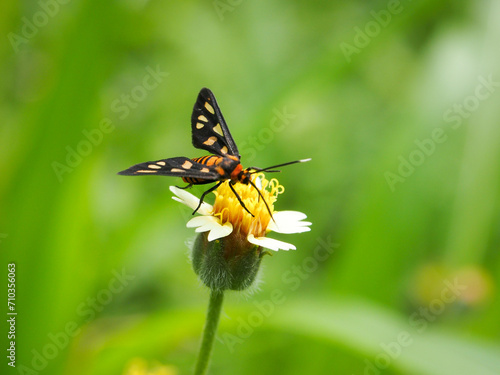 Hübner's wasp moth, Amata huebneri on a flower