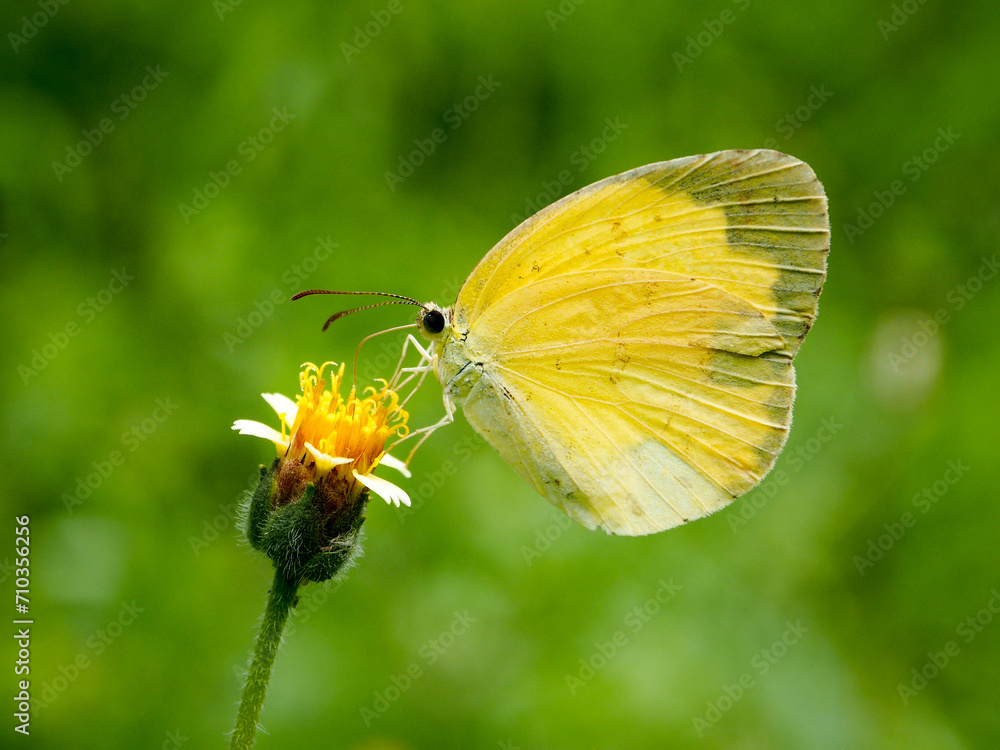 Obraz premium Eurema blanda, yellow butterfly on a flower, close-up macro photography